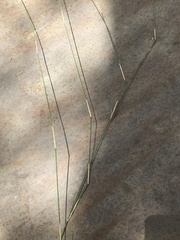 Austrostipa muelleri