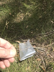 Austrostipa muelleri