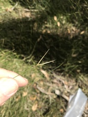 Austrostipa muelleri