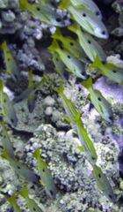 Lutjanus ehrenbergii