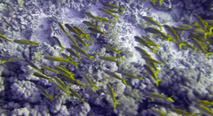 Lutjanus ehrenbergii