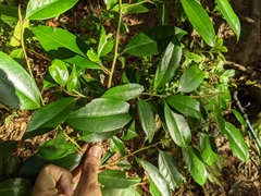Ilex tugitakayamensis