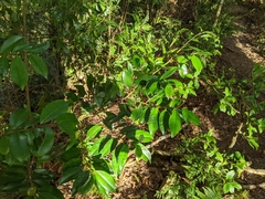 Ilex tugitakayamensis