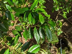 Ilex tugitakayamensis