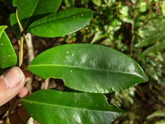 Ilex tugitakayamensis