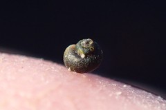 Fluminicola turbiniformis