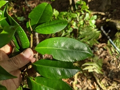 Ilex tugitakayamensis