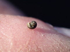 Fluminicola turbiniformis