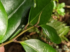 Ilex tugitakayamensis