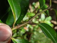 Ilex tugitakayamensis
