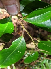 Ilex tugitakayamensis