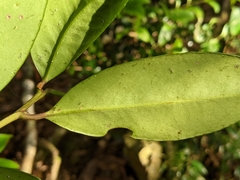 Ilex tugitakayamensis
