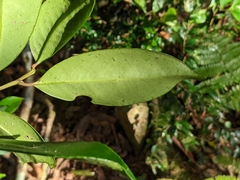 Ilex tugitakayamensis