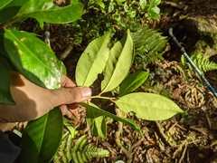 Ilex tugitakayamensis