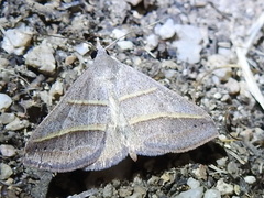 Hemeroplanis parallela