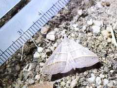 Hemeroplanis parallela