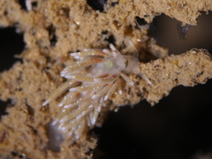 Rubramoena rubescens