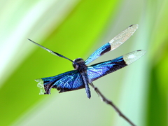 Rhyothemis resplendens