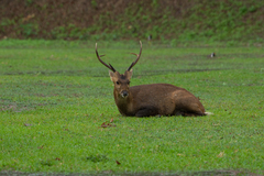 Axis porcinus