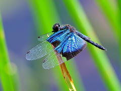 Rhyothemis resplendens