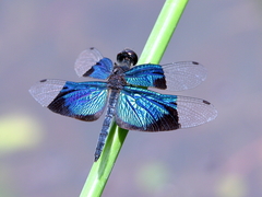 Rhyothemis resplendens