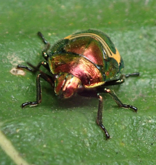 Pentatomidae