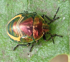 Pentatomidae
