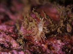 Rubramoena rubescens