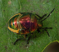 Pentatomidae
