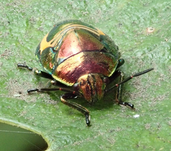 Pentatomidae
