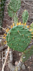 Opuntia decumbens