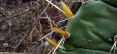 Opuntia decumbens