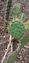 Opuntia decumbens