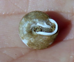 Euchemotrema