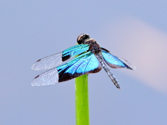 Rhyothemis resplendens