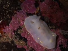 Cadlina laevis