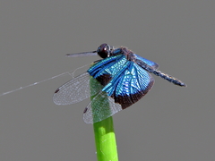 Rhyothemis resplendens