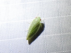 Rugosana