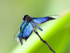 Rhyothemis resplendens