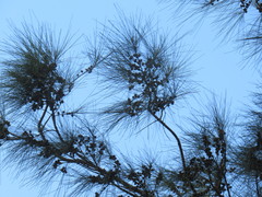 Casuarina