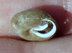Euchemotrema