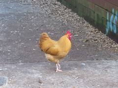 Gallus gallus domesticus