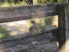 Sciurus carolinensis
