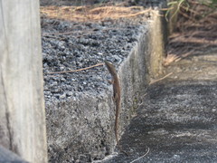Anolis carolinensis
