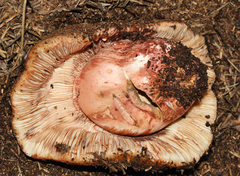 Russula ventricosipes