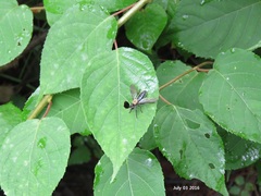 Laphriini