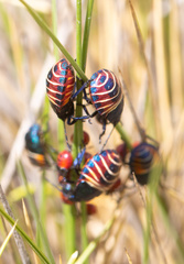 Parajalla sanguineosignata