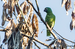 Brotogeris sanctithomae