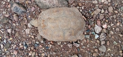 Gopherus evgoodei