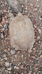 Gopherus evgoodei